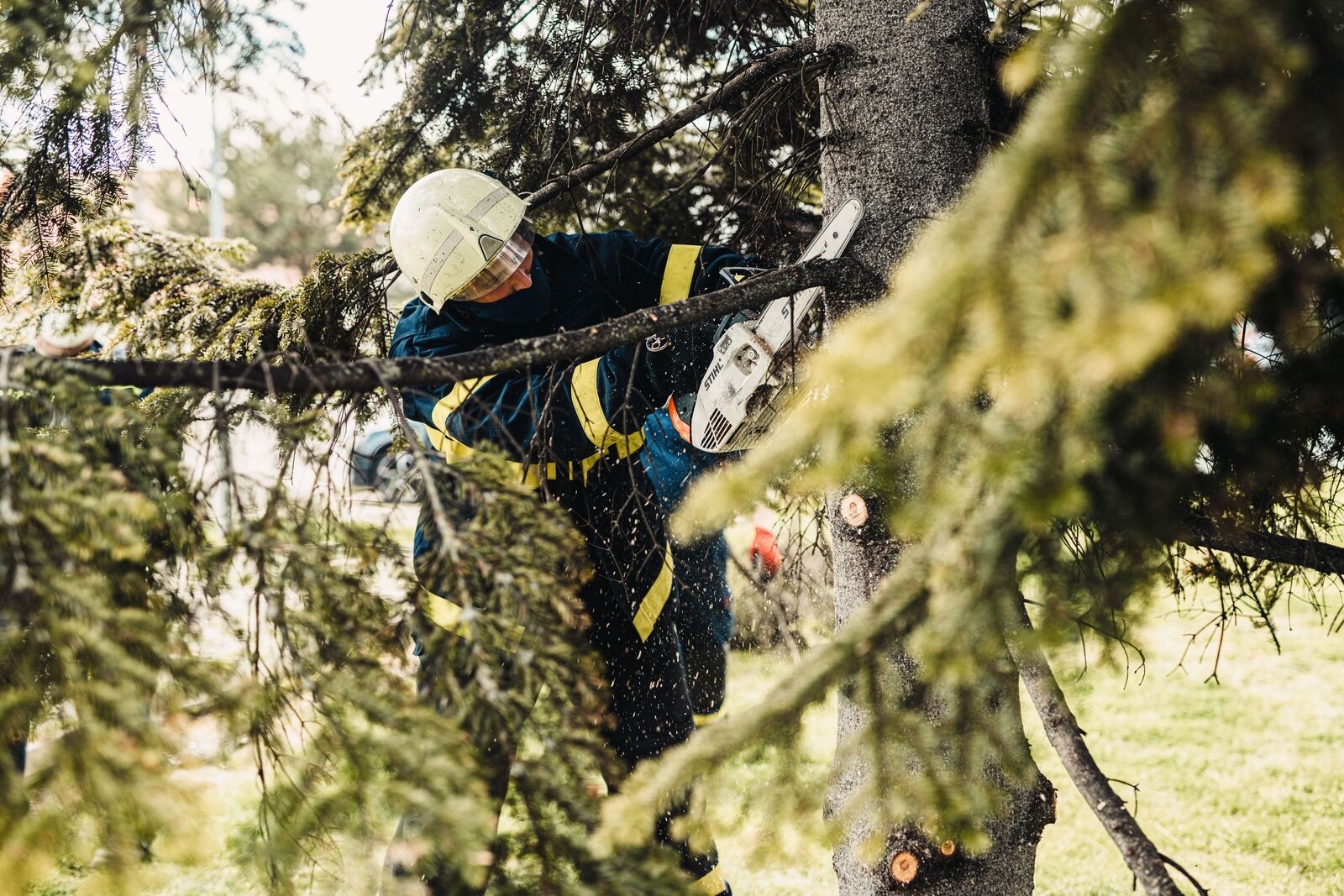 Tree cutting service in Jacksonville, FL